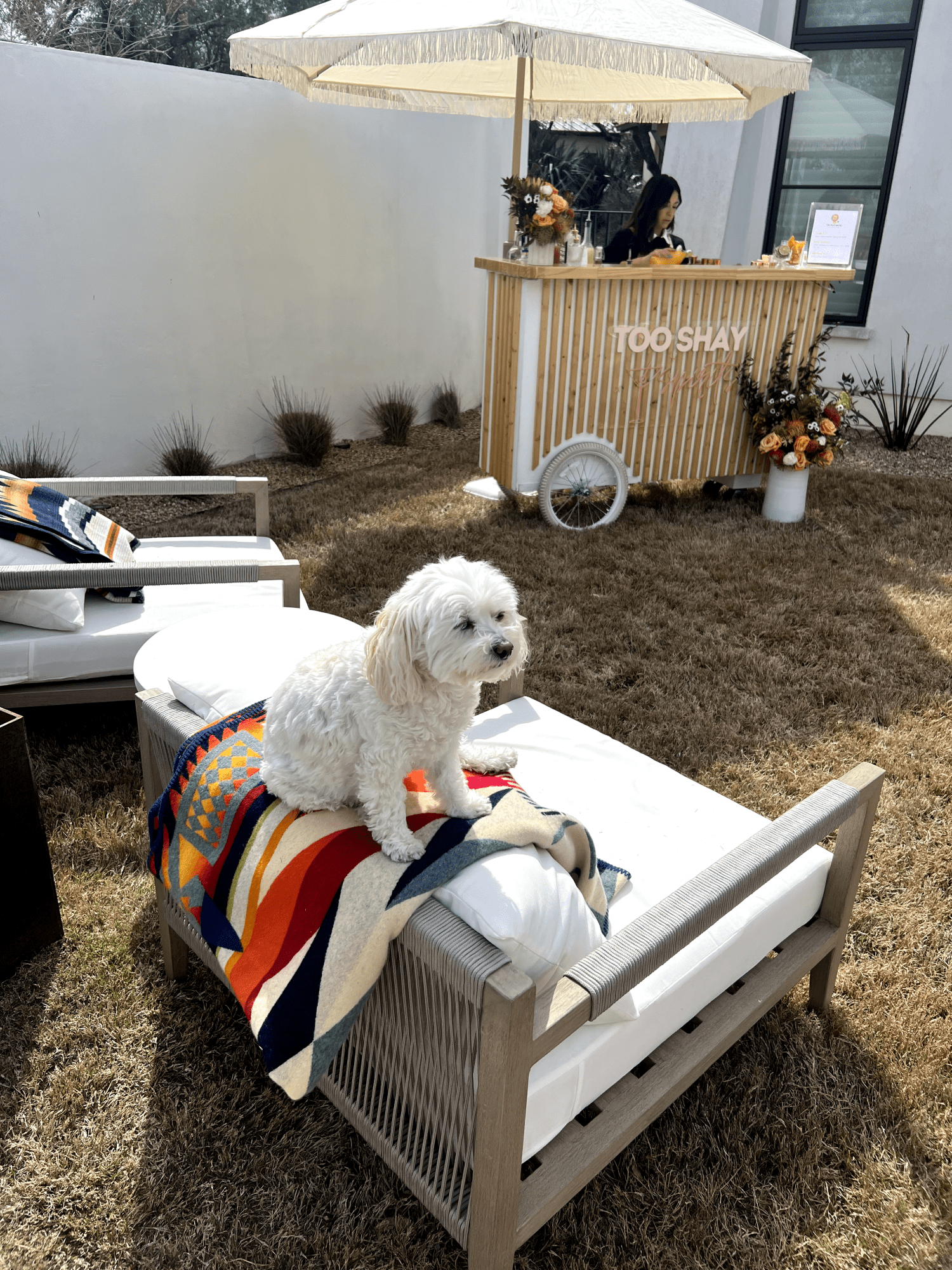 A dog sits on a chair while a woman pours drinks at the drink cart in the background.