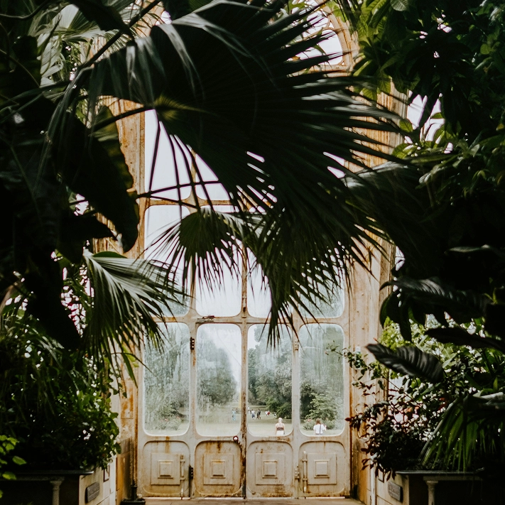 Photo with tropical palm leaves draping around the boarder of a window